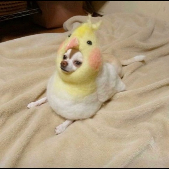 Meet your Posher, Daniela - Picture 1 of 1